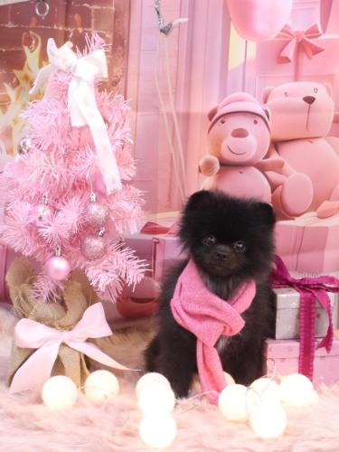 20241206ぽんずくん